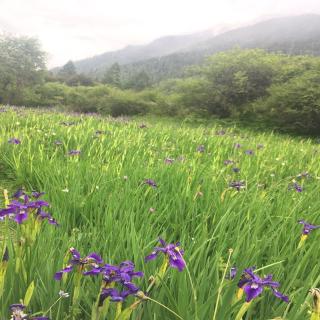 付智勇｜又见草原