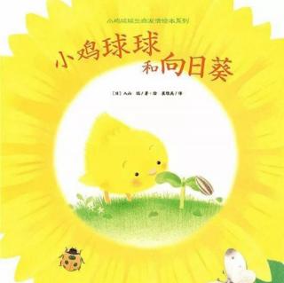 晚安故事《小鸡球球和向日葵》