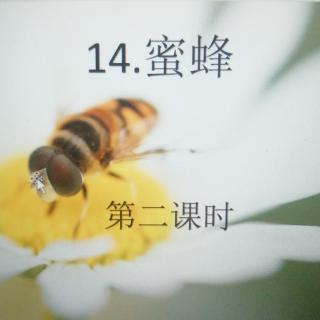 14蜜蜂第二课时