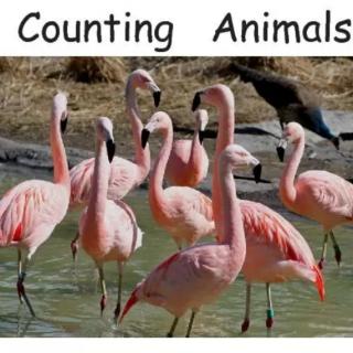 Counting animals