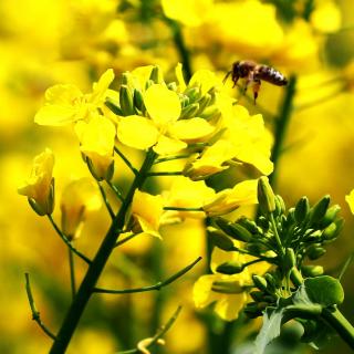 《油菜花齐刷刷开了》作者：王宝存  朗诵：刘进锁