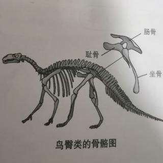 恐龙的定义与分类