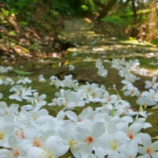 桐花（席慕容）