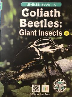 Day874: R32 Goliath Beetles 20200429232744