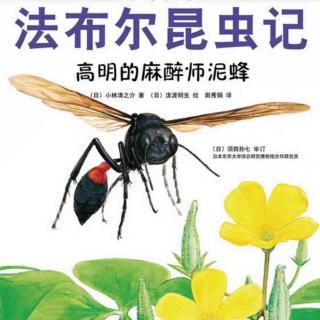 小乐老师讲故事《法布尔昆虫记——高明的麻醉师泥蜂》