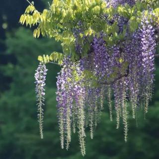 《立夏》作者：听雨 朗涌：生如夏花