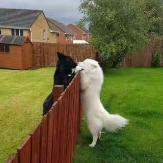 白狗和黑狗的争吵