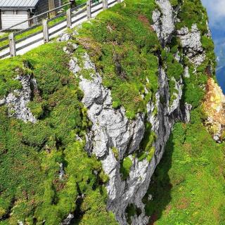 黄山的绝壁松