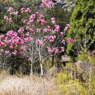 4.三月桃花水