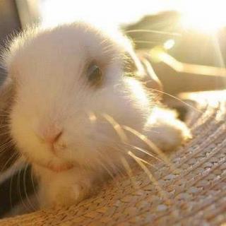 《小兔子晒太阳》