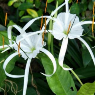 曹海燕《莲花山写意》秋风咏叹调