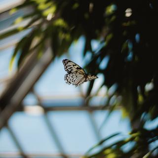 梧高凤必至，花香蝶自来 - 太阳小黑