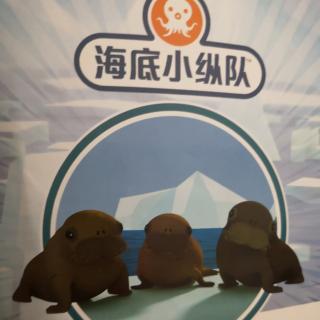 海底小纵队与海象幼崽
