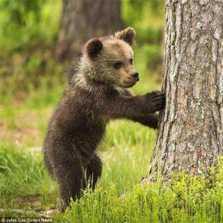 棕熊先生的宝贝树