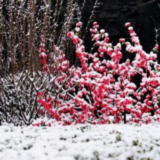 《第一场雪》选段 峻青 普通话水平测试朗读作品05