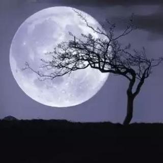 晚安故事《月亮种子》