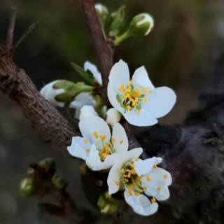 《一声桃花》文/简池  诵读：想念