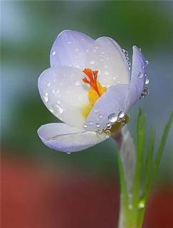 马秀《天外飞客风仙花》诵雪梅