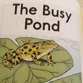 The Busy Pond