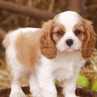 【庆功立威名】在线收听_潘俊臣94_荔枝