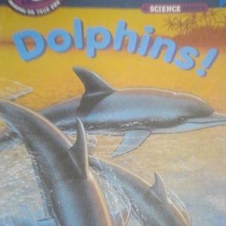 Dolphins!