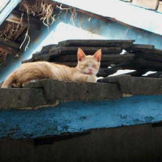 屋顶上的猫（原创小诗）