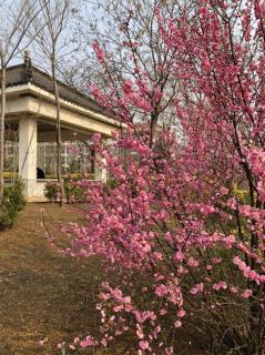 绝类弥勒《小重山 落花》