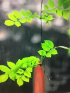 听雨