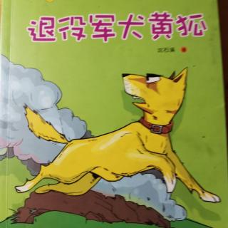 退役军犬黄狐