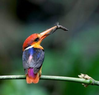 冯至:彩色的鸟 870字