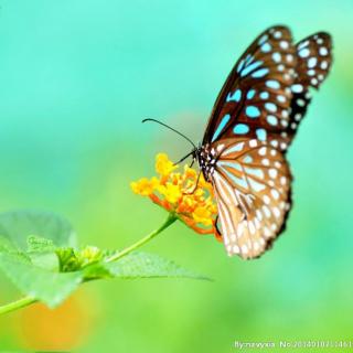 朵朵诵读《蝴蝶的舞蹈》作者  闻小语