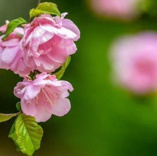 雨人桃花谷