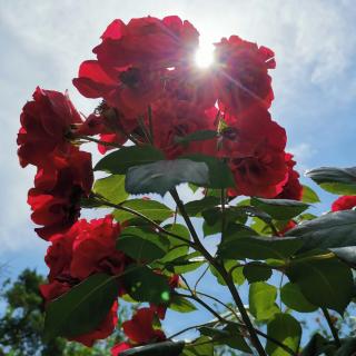 唐小汐：花朵都有自己的一记花拳 | 小镇清香