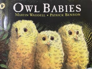 Owl   Babies
