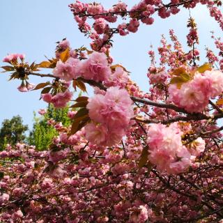 西花厅的海棠花  作者邓颖超