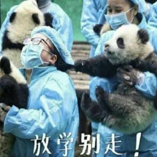 震惊,中国大熊猫竟然“吃垮”了加拿大