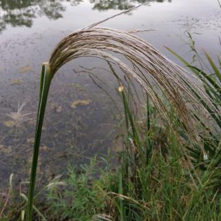 12《盘古开天地》