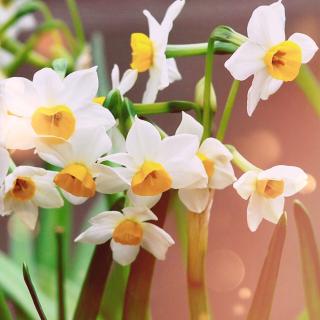 The Daffodils