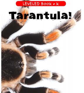 Tarantula！