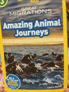 amazing animal journeys 5/15