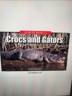 Cross and gators