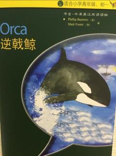   Orca  逆戟鲸