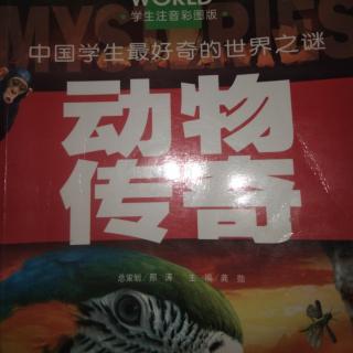 蜂鸟能停在半空的秘诀