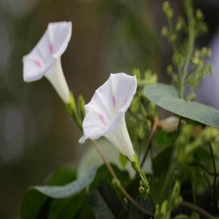 《牵牛花》金子美玲