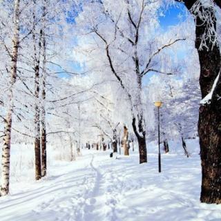 《雪》鲁迅