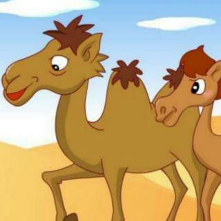 文加迪晚安故事《爱美的小骆驼》