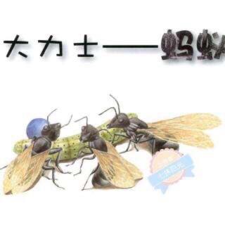 大力士——蚂蚁