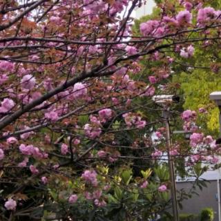 《一棵开花的树》作者——席慕蓉
