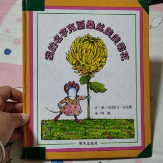 我的名字克里桑丝美美菊花