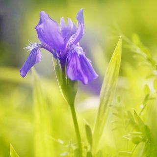 《每个人都是一束孤独的光》节选